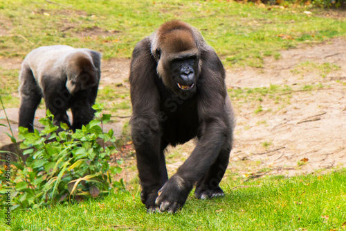 Gorillas in the nature, wildlife,Berlin zoo.
