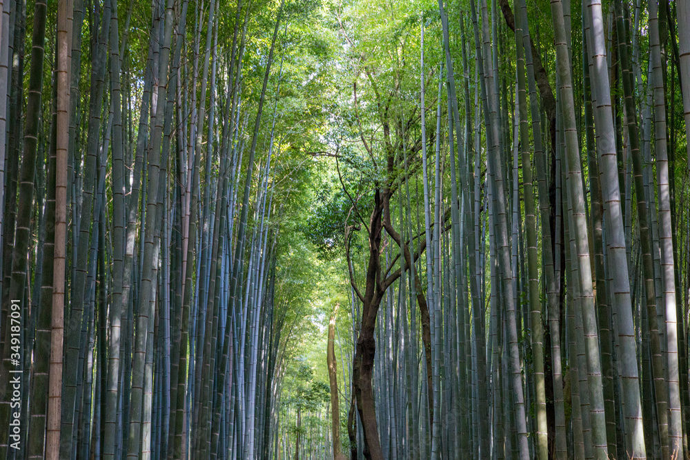 Arashiyama Bamboo Grove in Kyoto, Japan
