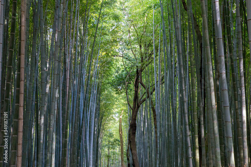 Arashiyama Bamboo Grove in Kyoto  Japan