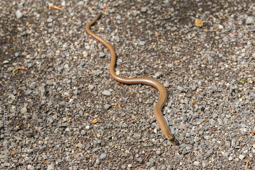 Anguis fragilis crawling on a path with pebbles. Commonly known as blindworm, deaf adder or slowworm. Anguis fragilis crawling on a path with pebbles. Commonly known as blindworm, deaf adder or slowworm.