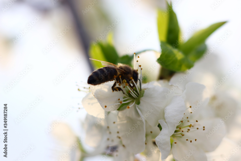 spring blooming garden with bees collecting nectar spring blooming garden with bees collecting nectar