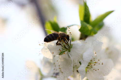 spring blooming garden with bees collecting nectar