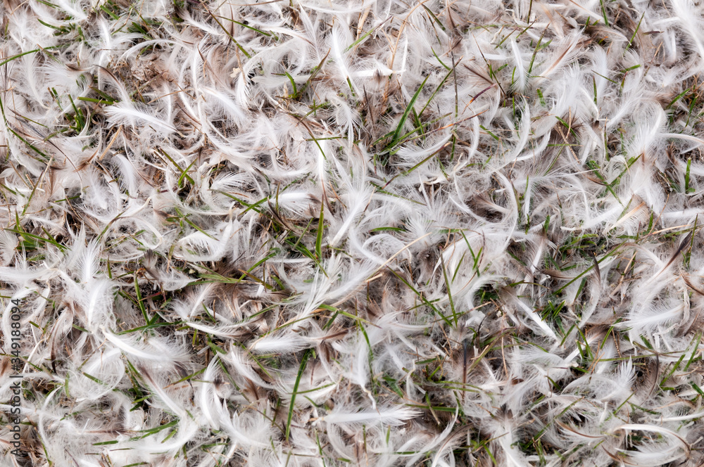 Penguin feathers lying on grass, Saunders Island, Falkland Islands Penguin feathers lying on grass, Saunders Island, Falkland Islands