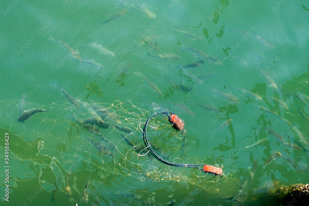 Fish in a fishing net in the sea. A flock of fish swims around. The water is green. Horizontal. Fish in a fishing net in the sea. A flock of fish swims around. The water is green. Horizontal.