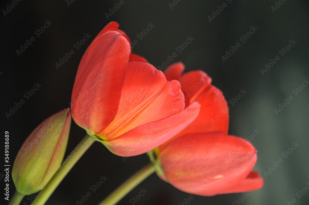 Naklejka premium red tulip on black background