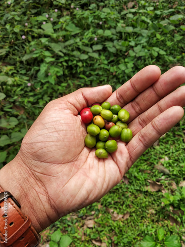 The Original Coffee Beans Seeds