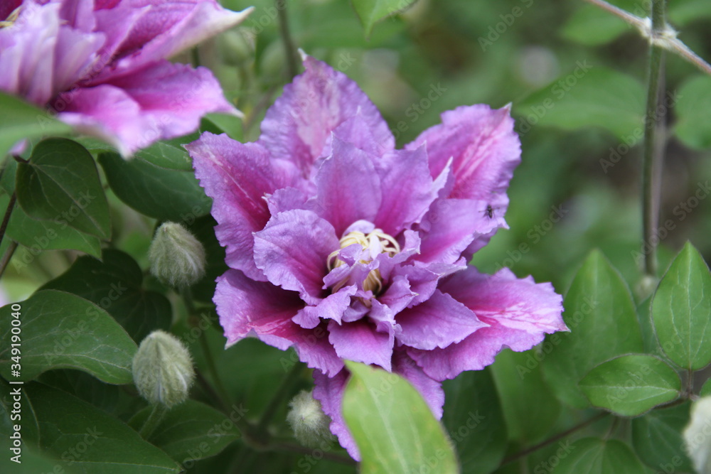 Purple and pink double clematis climbing flower Purple and pink double clematis climbing flower