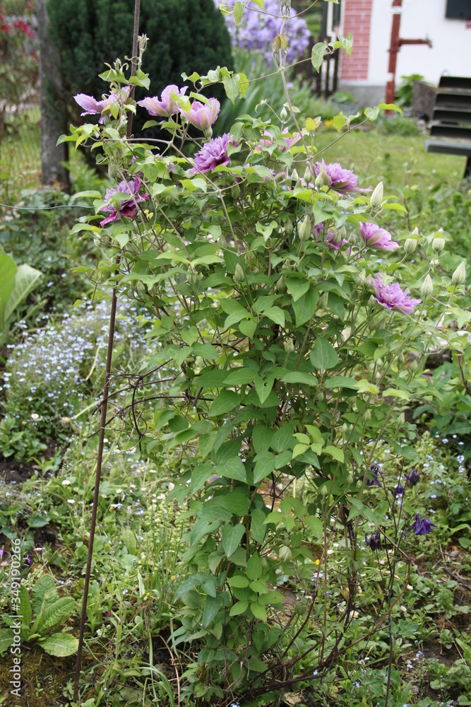 Purple and pink double clematis climbing flower Purple and pink double clematis climbing flower