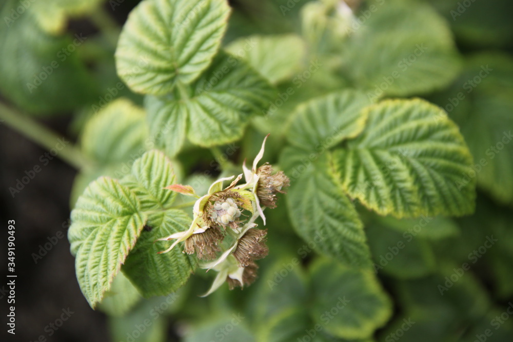 Raspberry bush young fruits spring time Raspberry bush young fruits spring time
