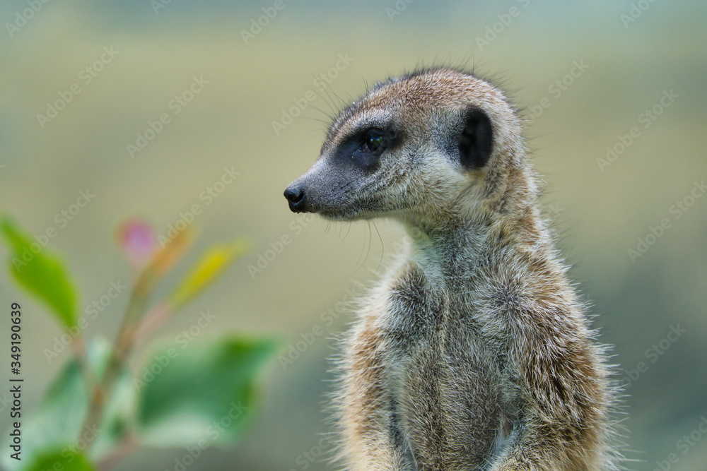Fototapeta premium Suricata portrait standing watching and patrolling