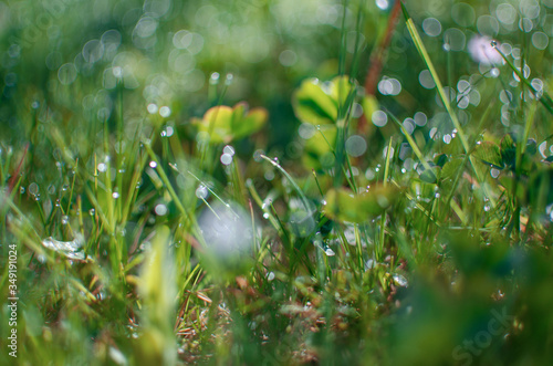 Little drops of dew on the grass and a beautiful bokeh on a background