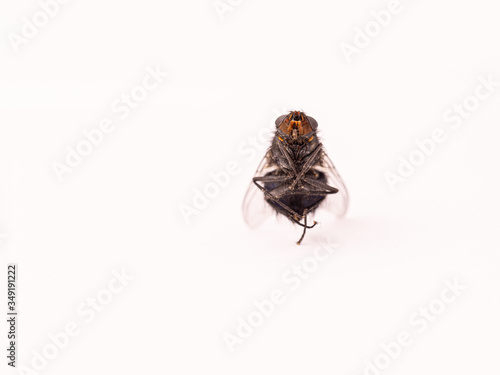 Insect fly in ZEN position  photo