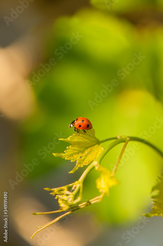 Little beautiful ladybug at the young grape leaves on the blurred green background. Bright picture, summer nature concept.