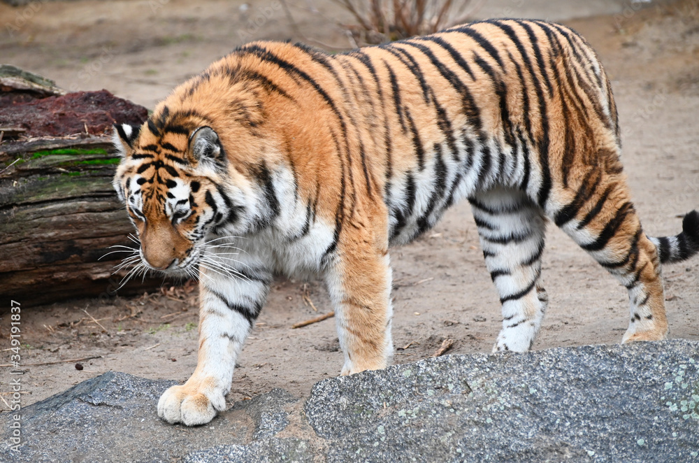 Fototapeta premium an adult bengal tiger walking