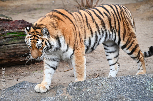 an adult bengal tiger walking