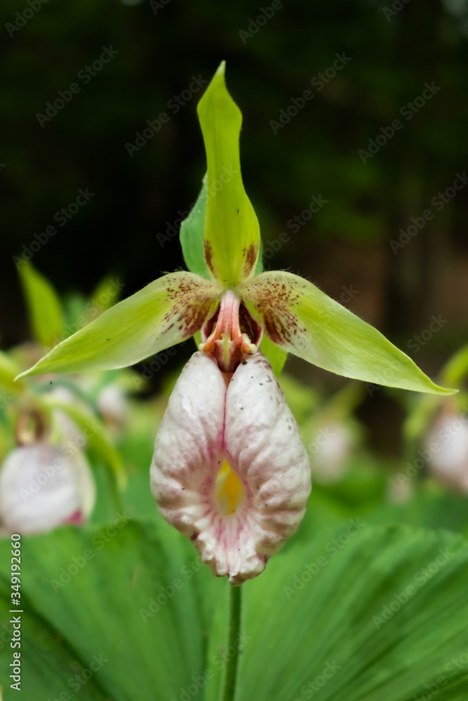 Obraz premium 満開のクマガイソウ Cypripedium japonicum Thunb