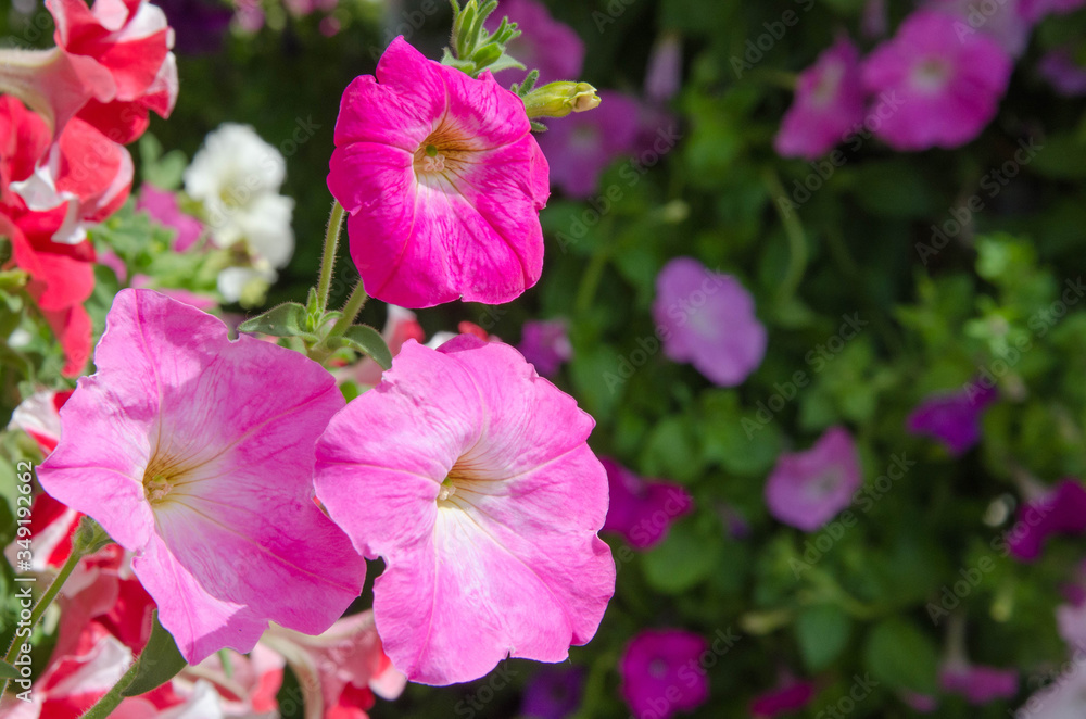 Naklejka premium Beautiful pink morning glory flowers in sunlight