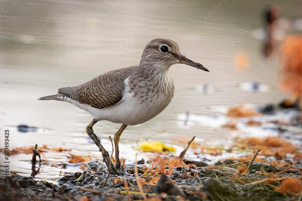 Image of Common Sandpiper bird (Actitis hypoleucos) looking for food in the swamp on nature background. Bird. Animals. Image of Common Sandpiper bird (Actitis hypoleucos) looking for food in the swamp on nature background. Bird. Animals.