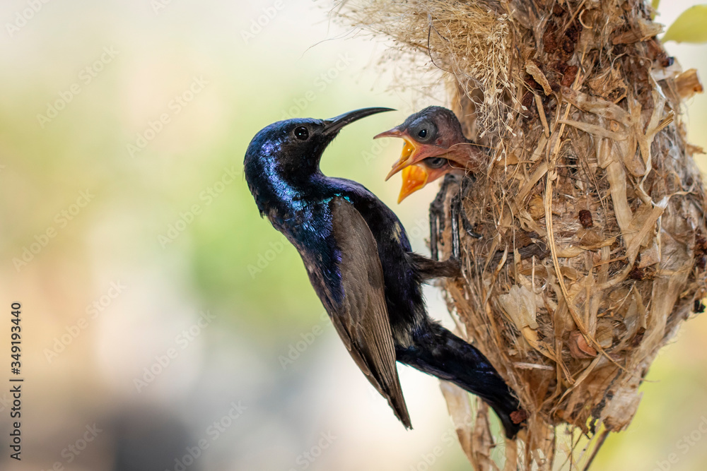 Fototapeta premium Image of Purple Sunbird (Male) feeding baby bird in the bird's nest on nature background. (Cinnyris asiaticus). Bird. Animals.