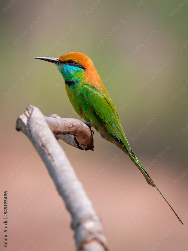 Fototapeta premium Image of Green Bee-eater bird(Merops orientalis) on a tree branch on nature background. Bird. Animals.