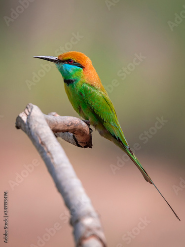 Image of Green Bee-eater bird(Merops orientalis) on a tree branch on nature background. Bird. Animals. © yod67