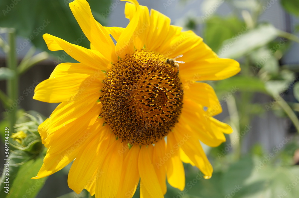 Fototapeta premium ひまわり