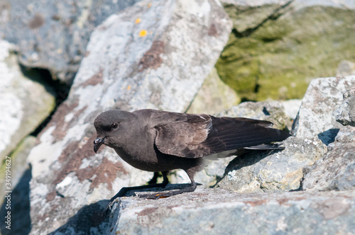 Adult Wilson's Storm-petrel sitting on a rock ledge, Halfmoon Island, Antarctic Peninsula