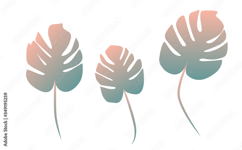 Monstera mit Stiel Monstera mit Stiel