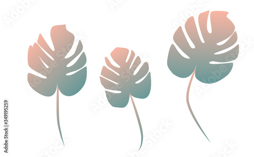 Monstera mit Stiel