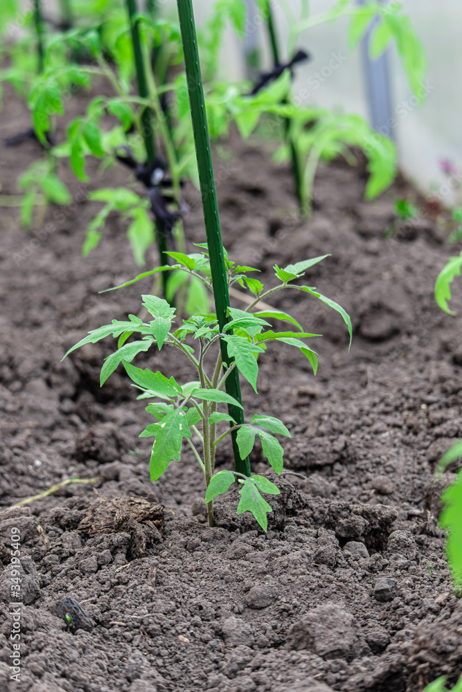 Obraz premium Tomato seedlings in a polycarbonate greenhouse. Growing vegetables and fruits in winter and early spring. Sprouts in garden