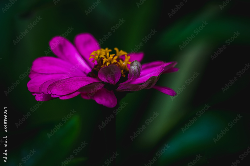 Fototapeta premium beautiful close up of pink zinnia flower, shot on macro