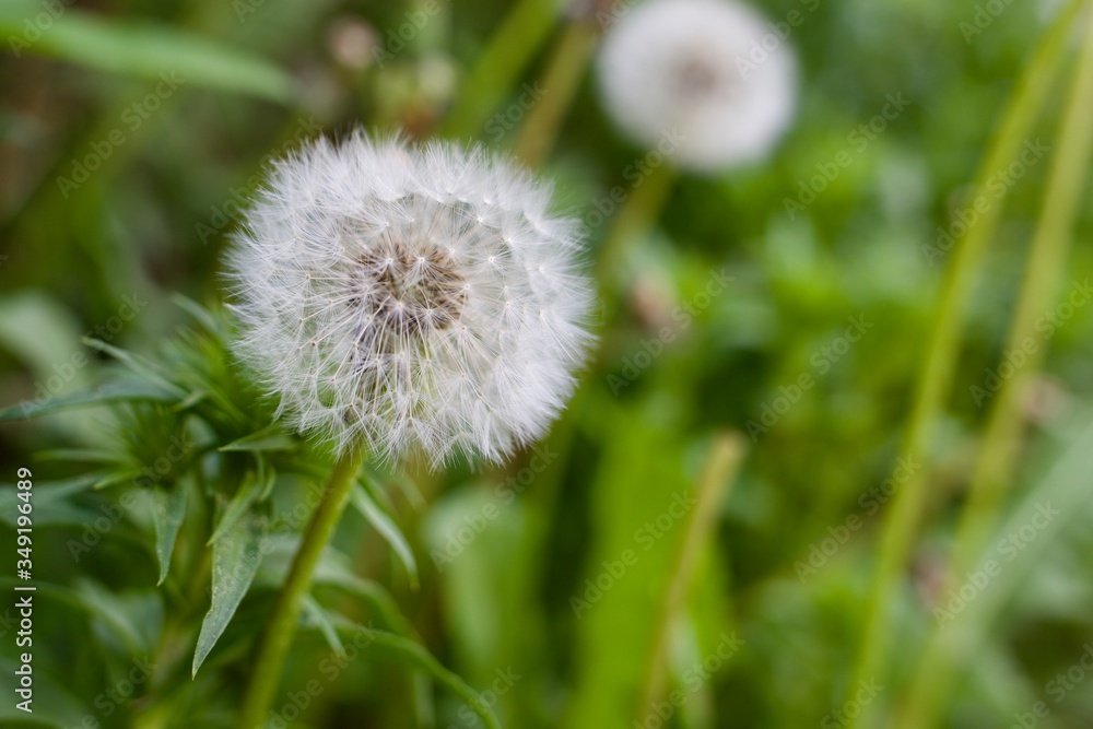 Pusteblume Pusteblume