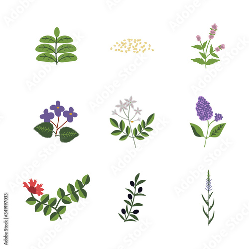 Lamiales plants set