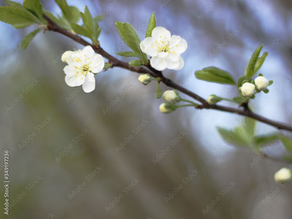Background with a blooming branch with white flowers. Background with a blooming branch with white flowers.