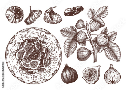 Summer fruits - figs sketches collection. Vintage illustrations of fig branch, dried fruits, baking cake. Hand drawn summer food elements in engraved style. 