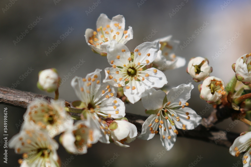 White cherry flowers close-up on a twig against a clear blue sky on a Sunny day.