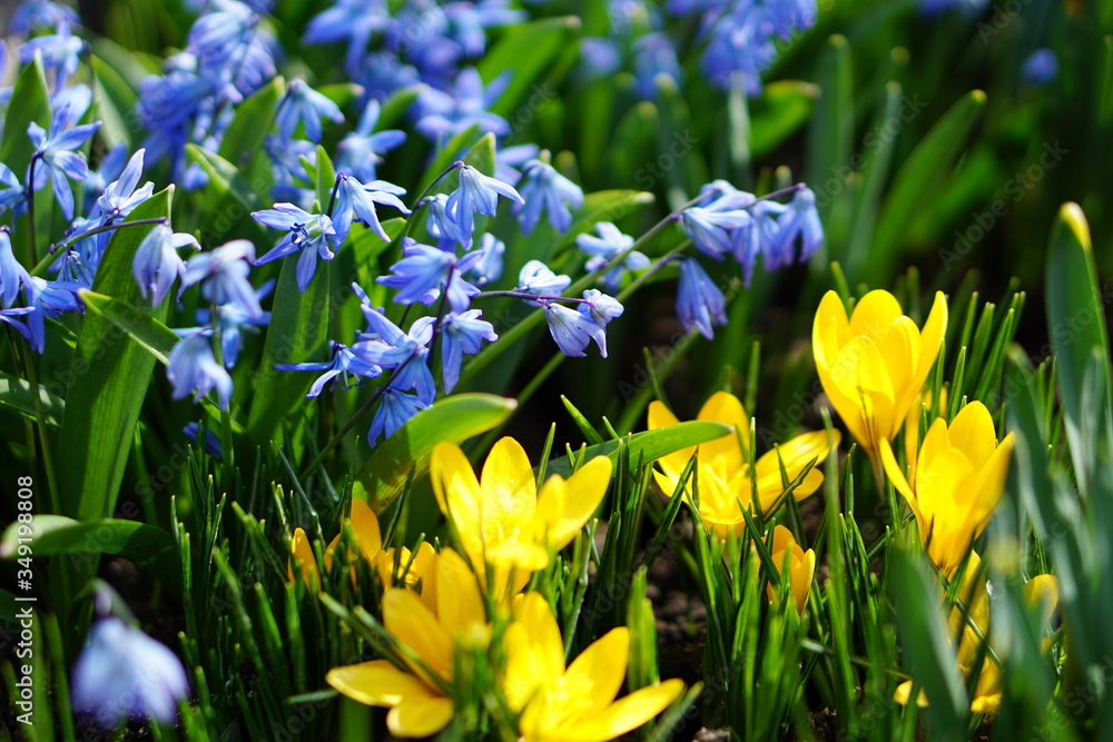 Fototapeta premium spring crocus flowers
