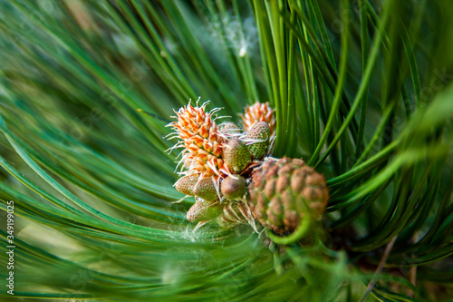 Close up pictures of conifer trees.