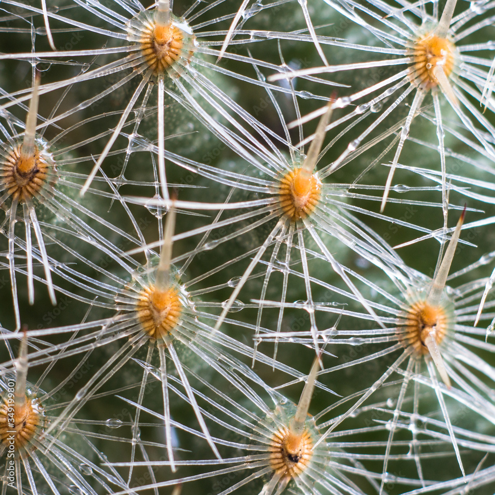 Selective focus close-up top-view shot on cactus. Closeup of spines on cactus, background cactus with spines. Selective focus close-up top-view shot on cactus. Closeup of spines on cactus, background cactus with spines.