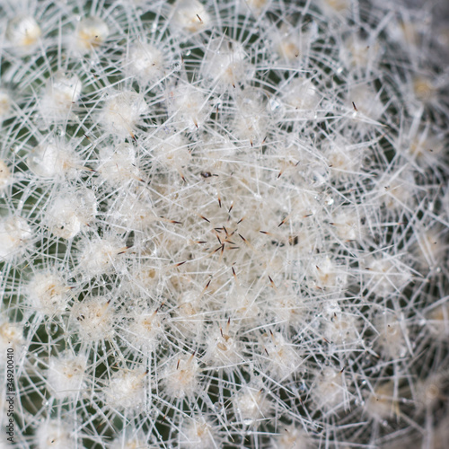 Selective focus close-up top-view shot on cactus. Closeup of spines on cactus  background cactus with spines.