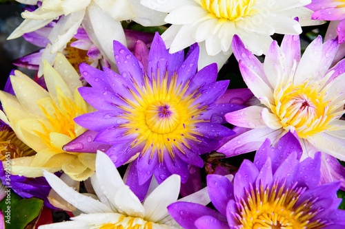 Color lotus flower blooming