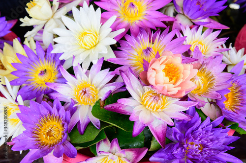 Colored lotus flowers full bloom © brostock