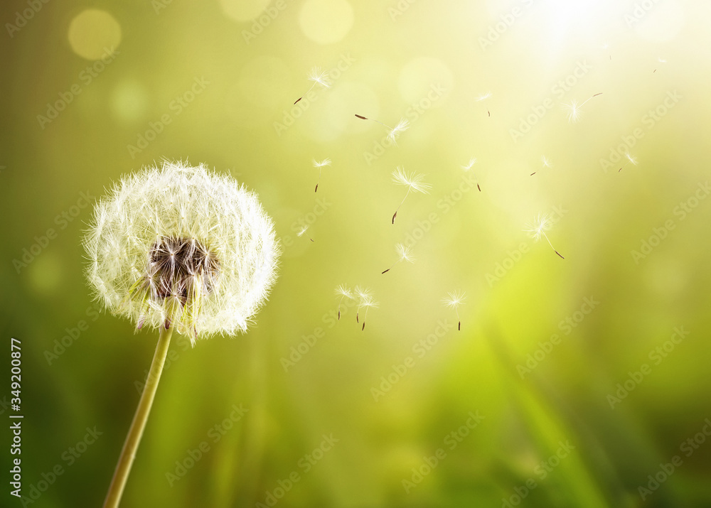 Close up of a dandelion in the wind over defocused green nature background with copy space