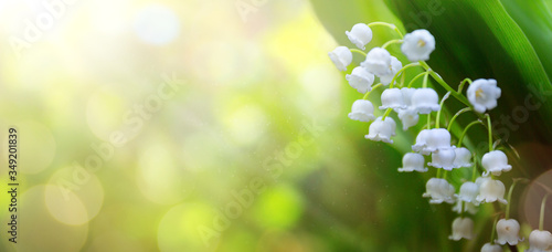 art abstract spring background with fresh white flowers
