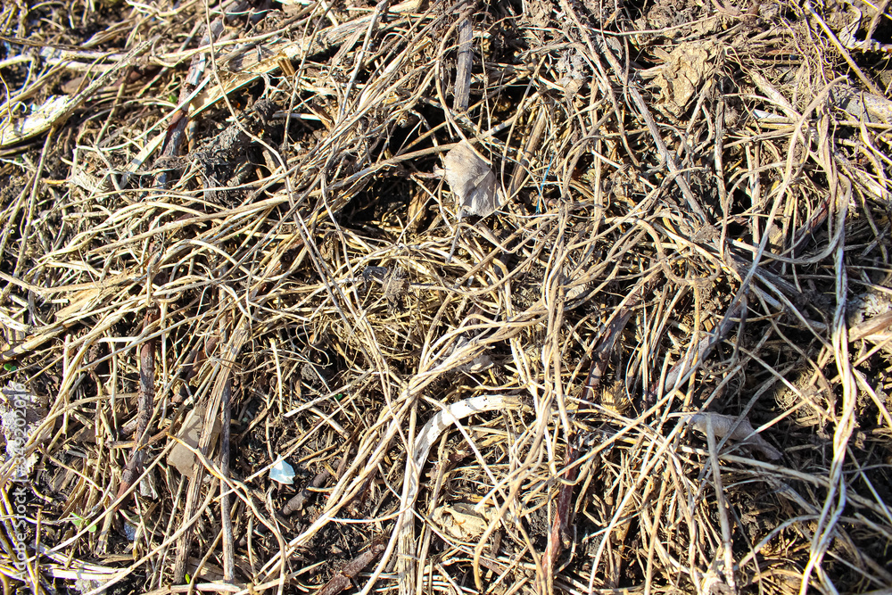 Hay, dry grass close-up. Texture. Hay, dry grass close-up. Texture.