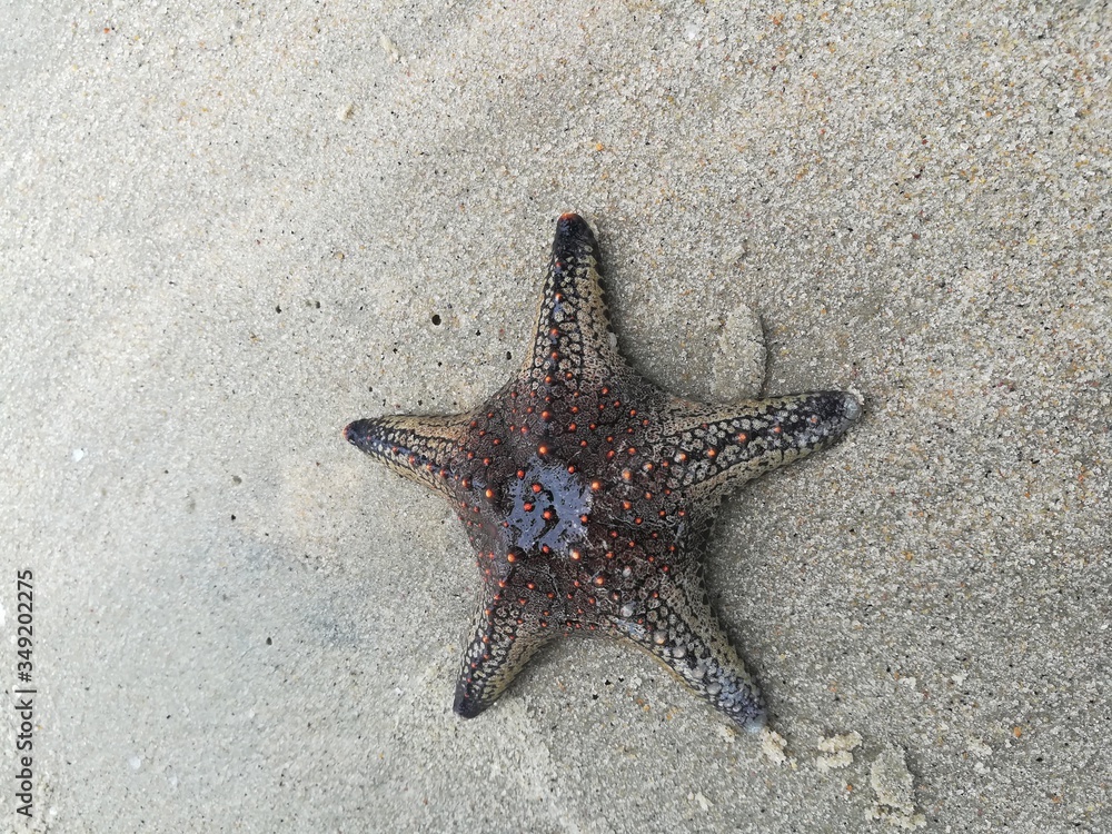The starfish came to beach_looking for a oceanic wave for back to home The starfish came to beach_looking for a oceanic wave for back to home