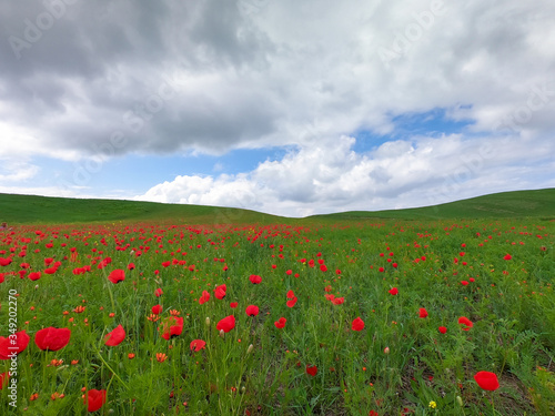 Red poppies on a background of mountains. Beautiful summer landscape with blooming poppies field. Kyrgyzstan Tourism and travel. © Alwih