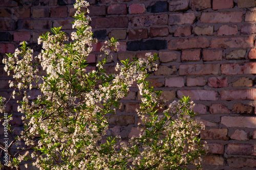 Blooming sakura on the background of an old brick wall.