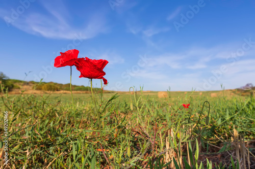 Red poppies flowers among grass on a mowed field of wheat against the background of a blue sky with clouds