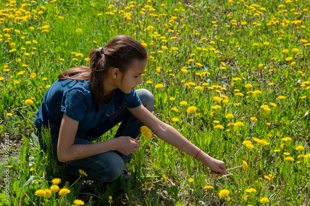 Girl collects yellow dandelions on the lawn on a sunny day Girl collects yellow dandelions on the lawn on a sunny day